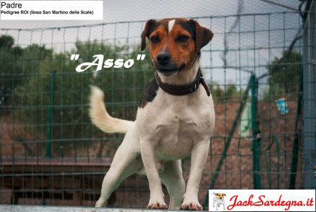 ASSO